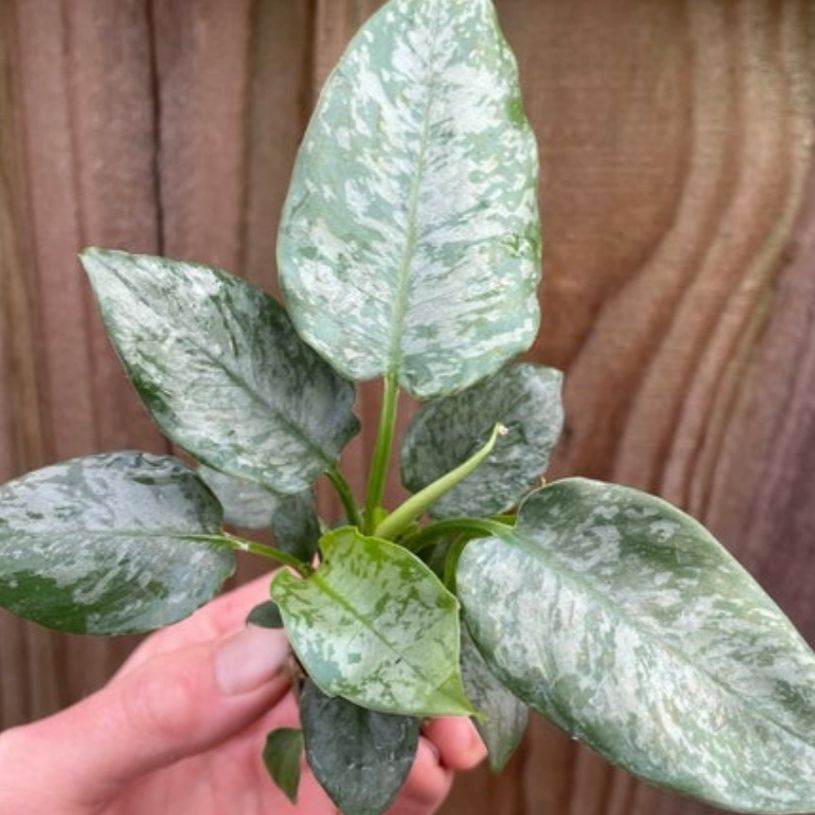 Photo of the plant species motleyana elite by @PetiteCeratiola named schismatoglottis motleyana on Greg, the plant care app