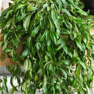 Hoya lacunosa plant in Walnut Creek, California