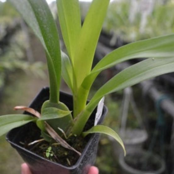 Photo of the plant species Lava Burst Pacific Sunrise Orchid by @PetiteCeratiola named Oncidium Pacific Sunrise Hakalau on Greg, the plant care app