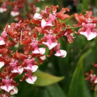 Oncidium sharry baby 'Sweet Fragrance' plant in Walnut Creek, California