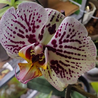 Phalaenopsis Orchid plant in Walnut Creek, California
