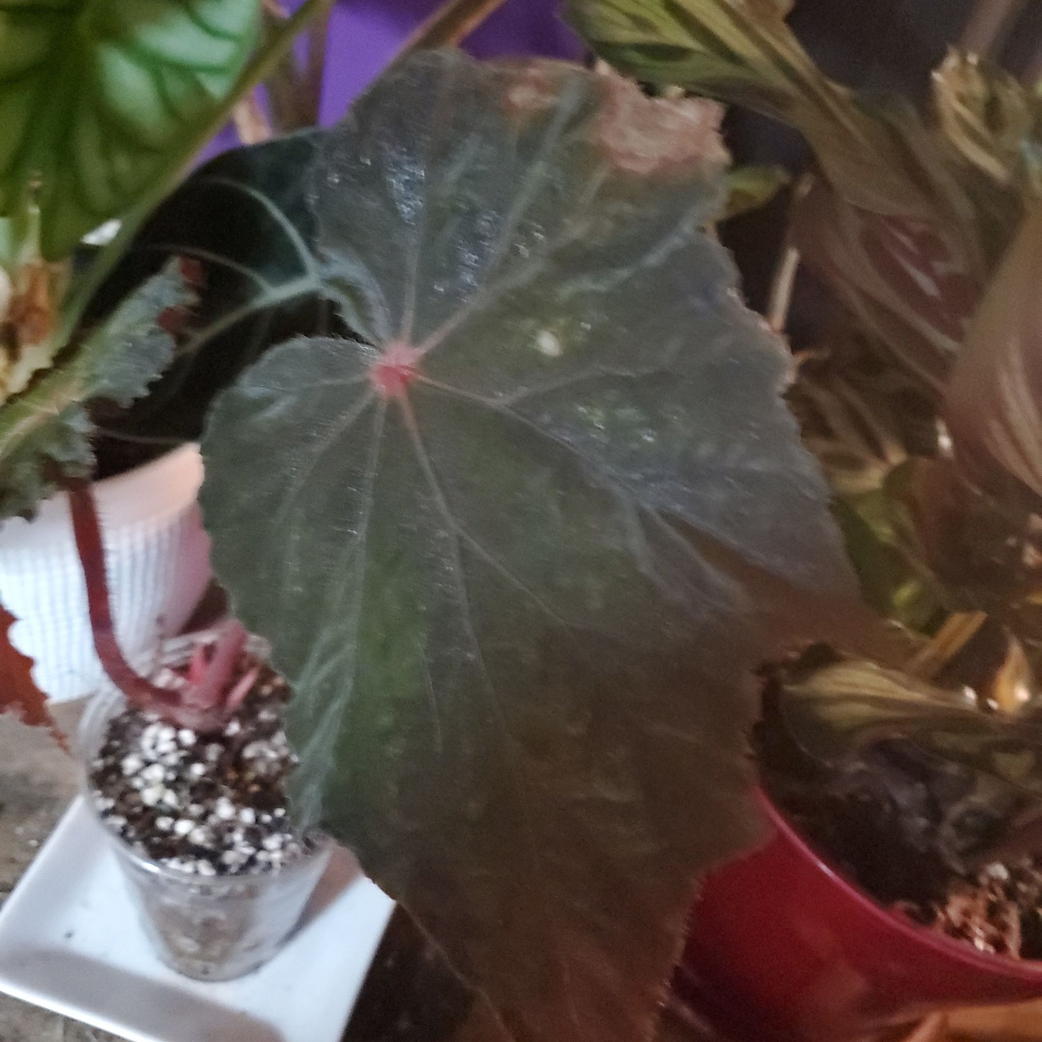 Photo of the plant species Begonia taconite by @Raven named Taconite on Greg, the plant care app