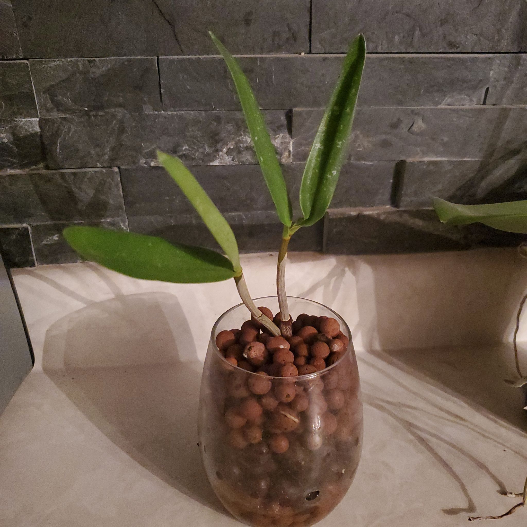 Dendrobium Phalaenopsis plant in a glass container with clay pebbles, healthy green leaves.