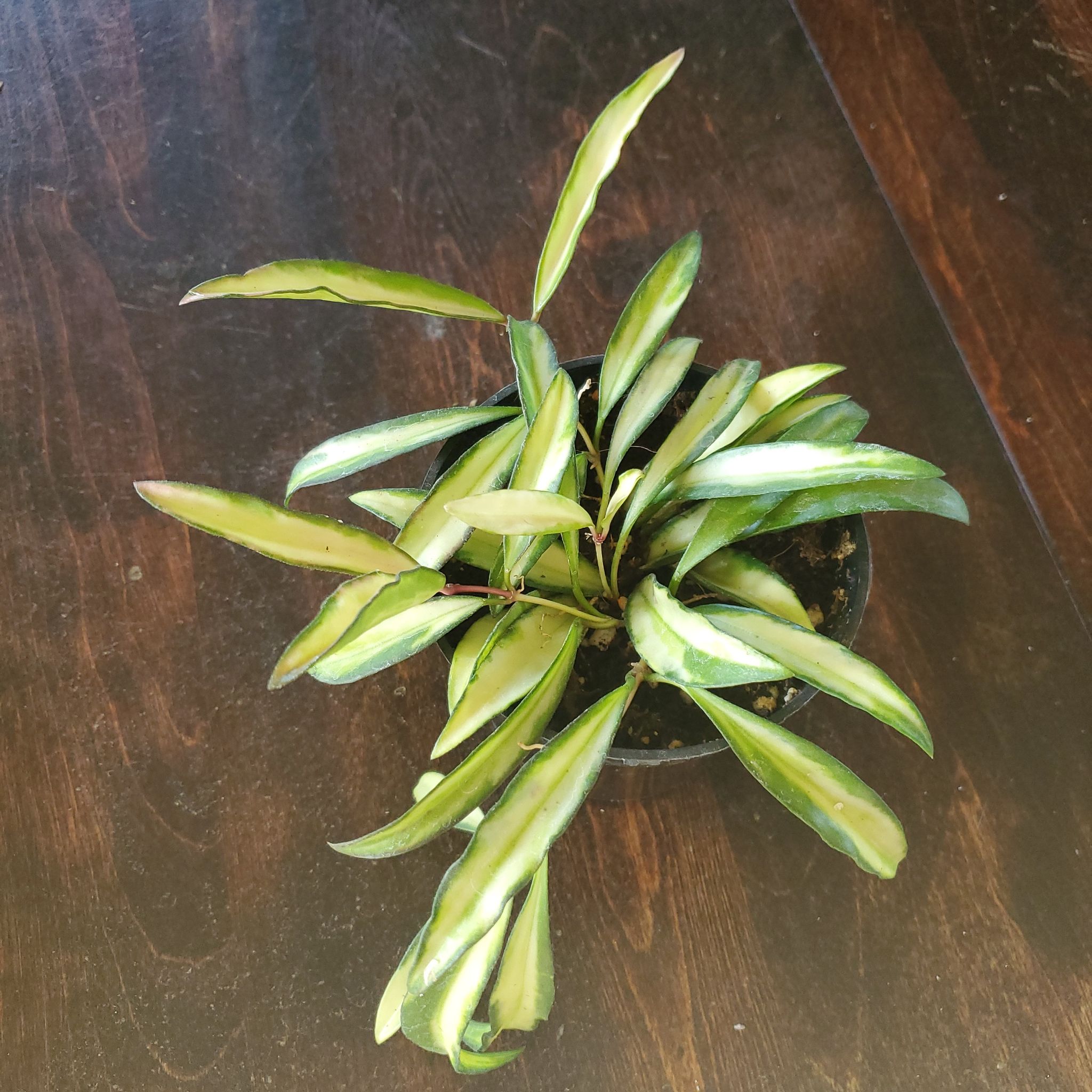 Variegated Hoya kentiana plant in a small pot with healthy variegated leaves.