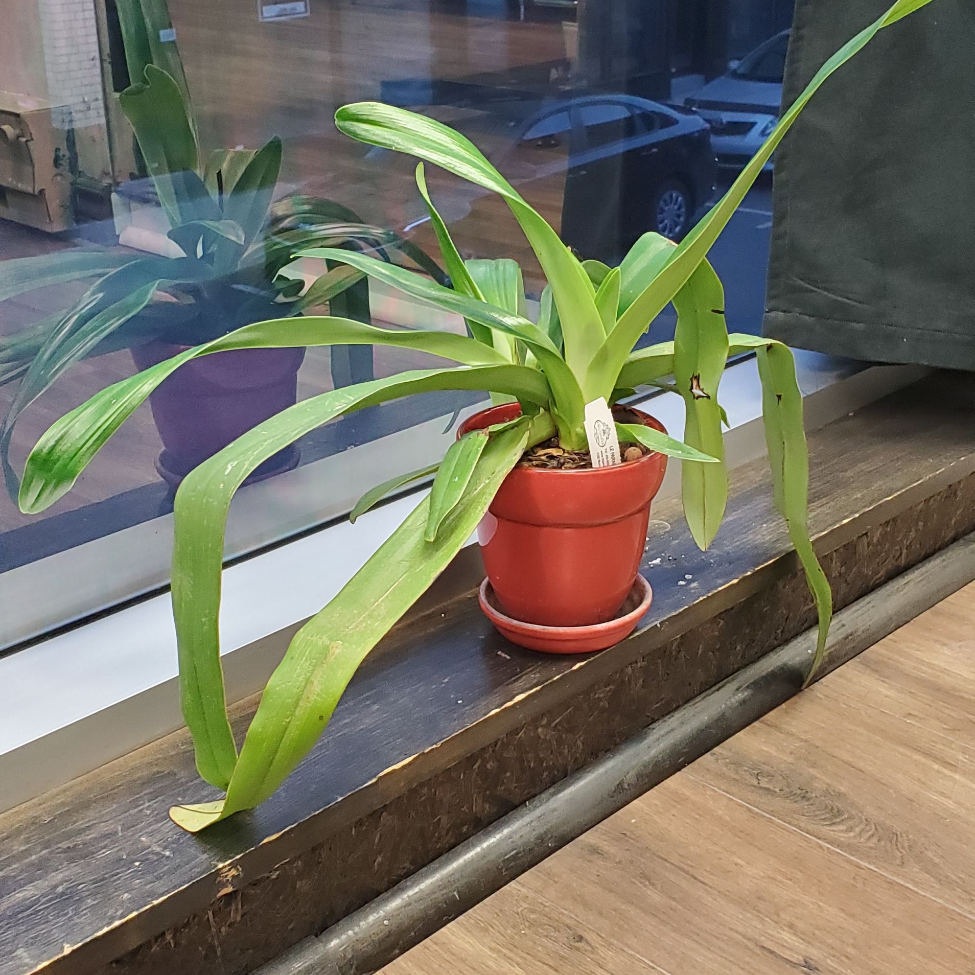 Photo of the plant species Vivacious Orchid by @Raven named paphiopedilum yang-ji apple x lady isabel on Greg, the plant care app