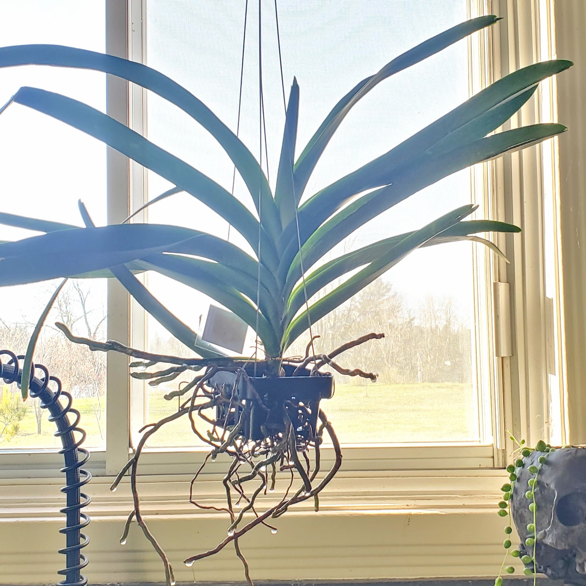 Vanda orchid hanging in front of a window with visible aerial roots.