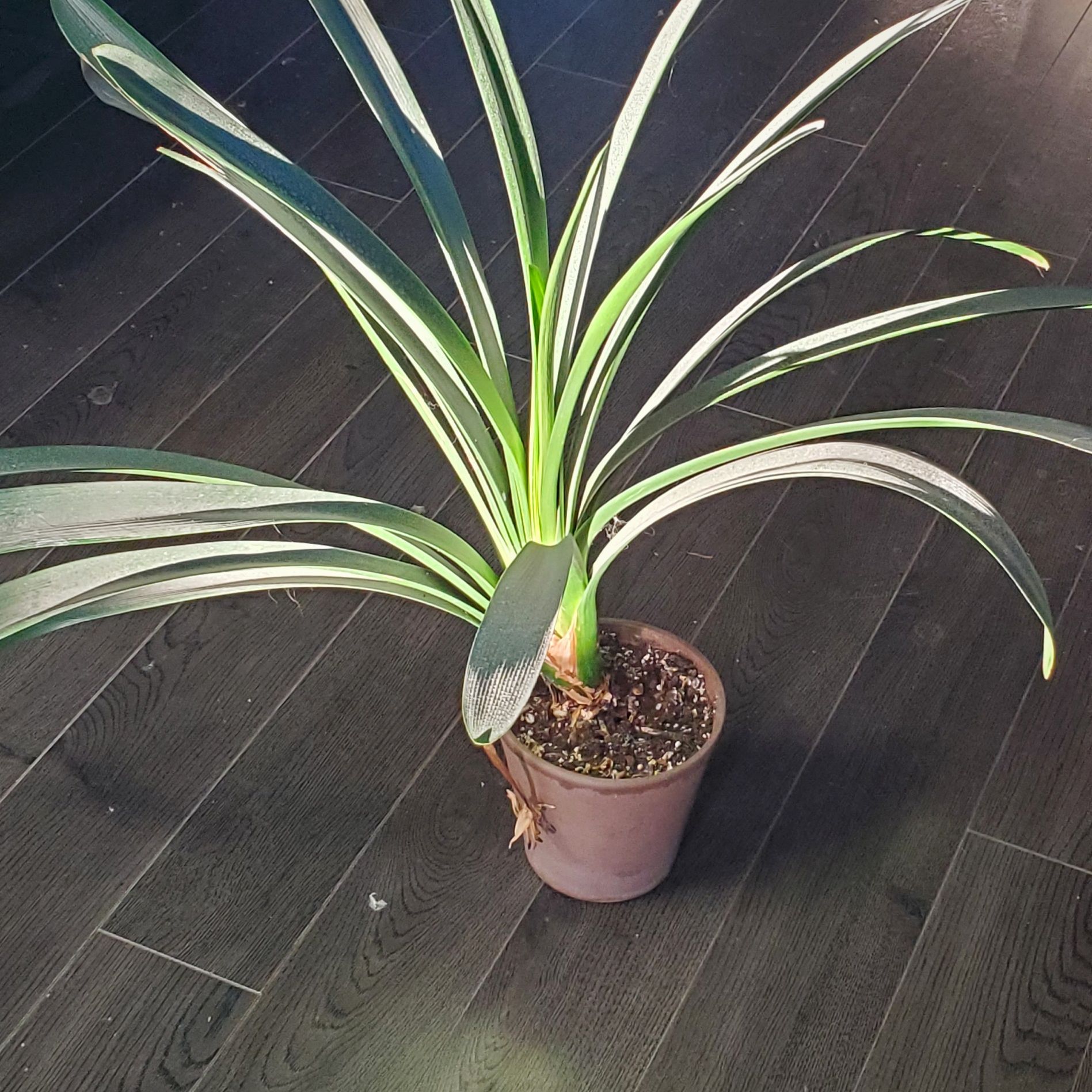 Photo of the plant species Belgian Hybrid Orange Clivia by @Raven named Pretty on Greg, the plant care app