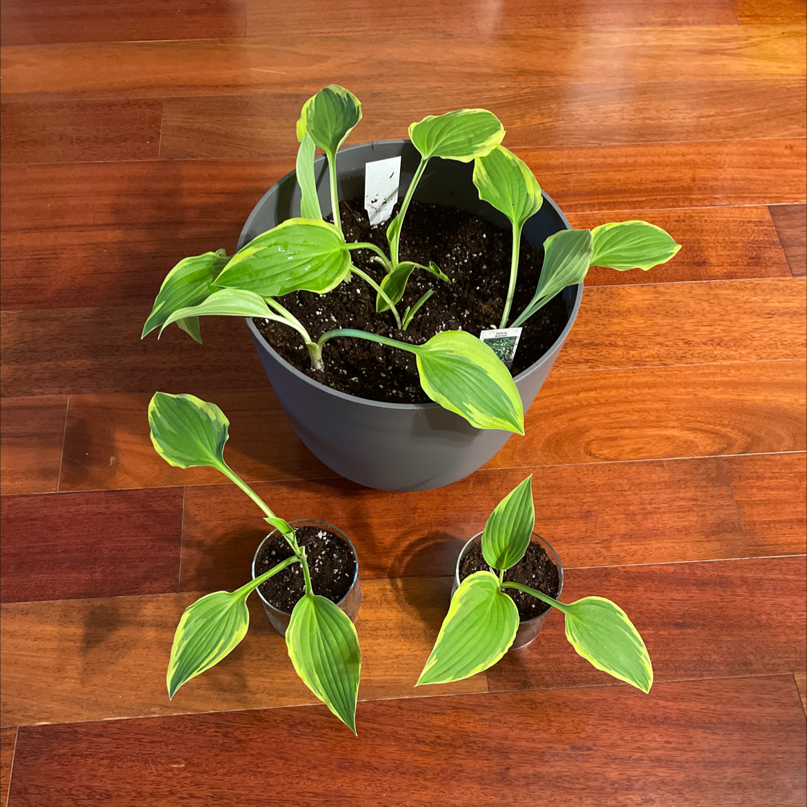 Photo of the plant species Hosta 'Antioch' by @Radhika named Hostra Antioch 4.13.21 10HD on Greg, the plant care app