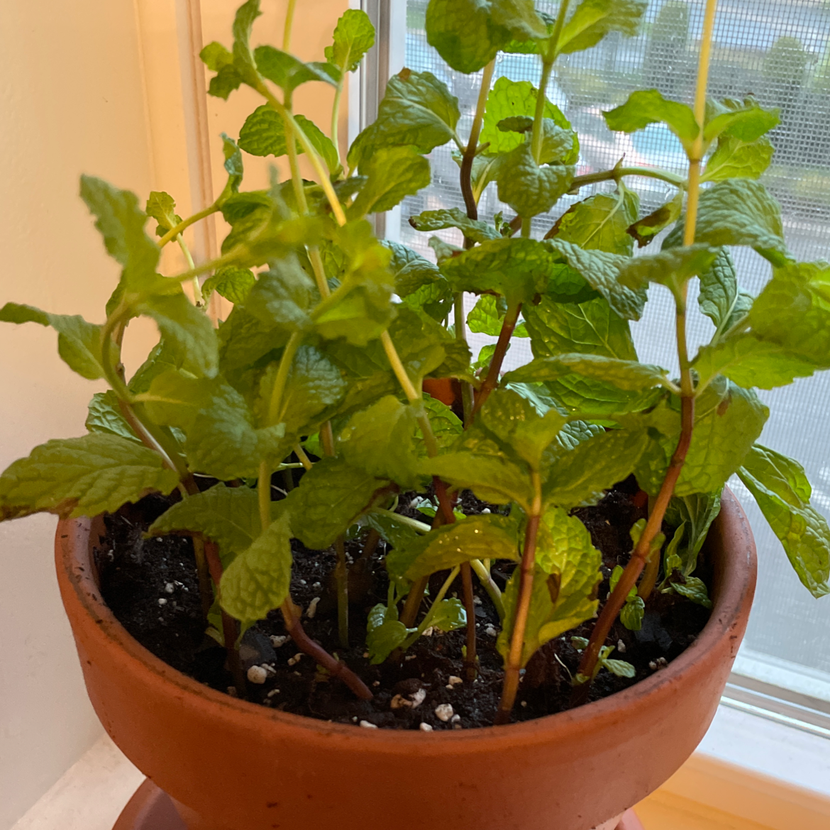 Photo of the plant species Apple Mint by @Radhika named Minty on Greg, the plant care app