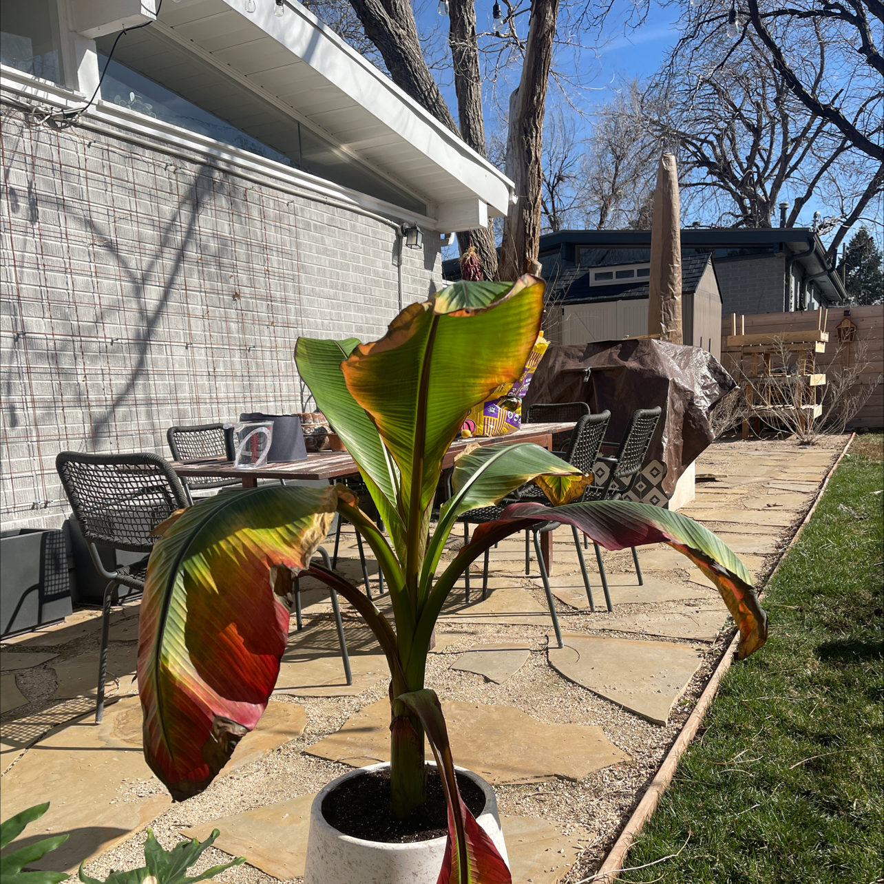 A potted Abyssinian Banana plant with some browning leaves on an outdoor patio.
