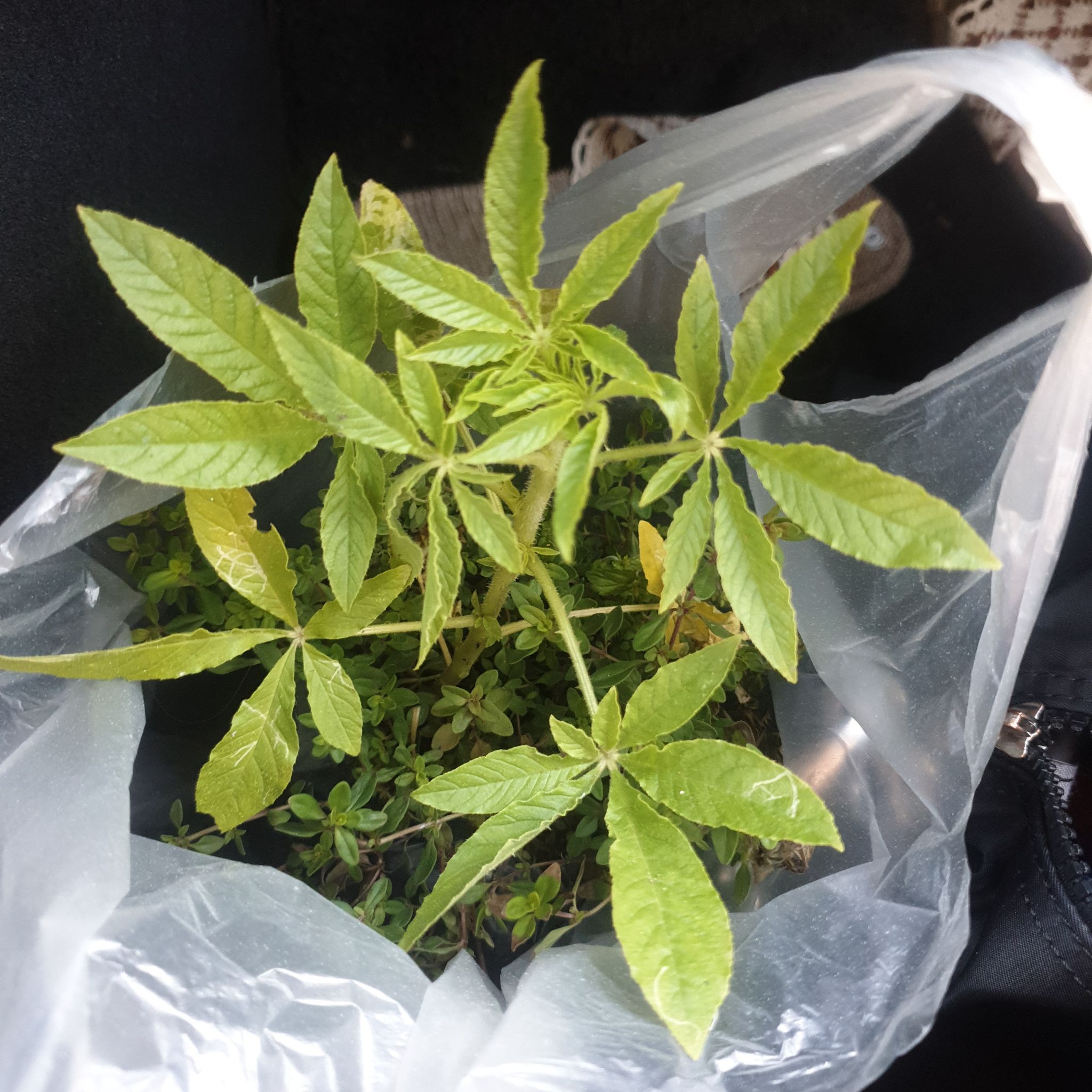 Cleome Hassleriana plant with yellowing leaves in a plastic bag.