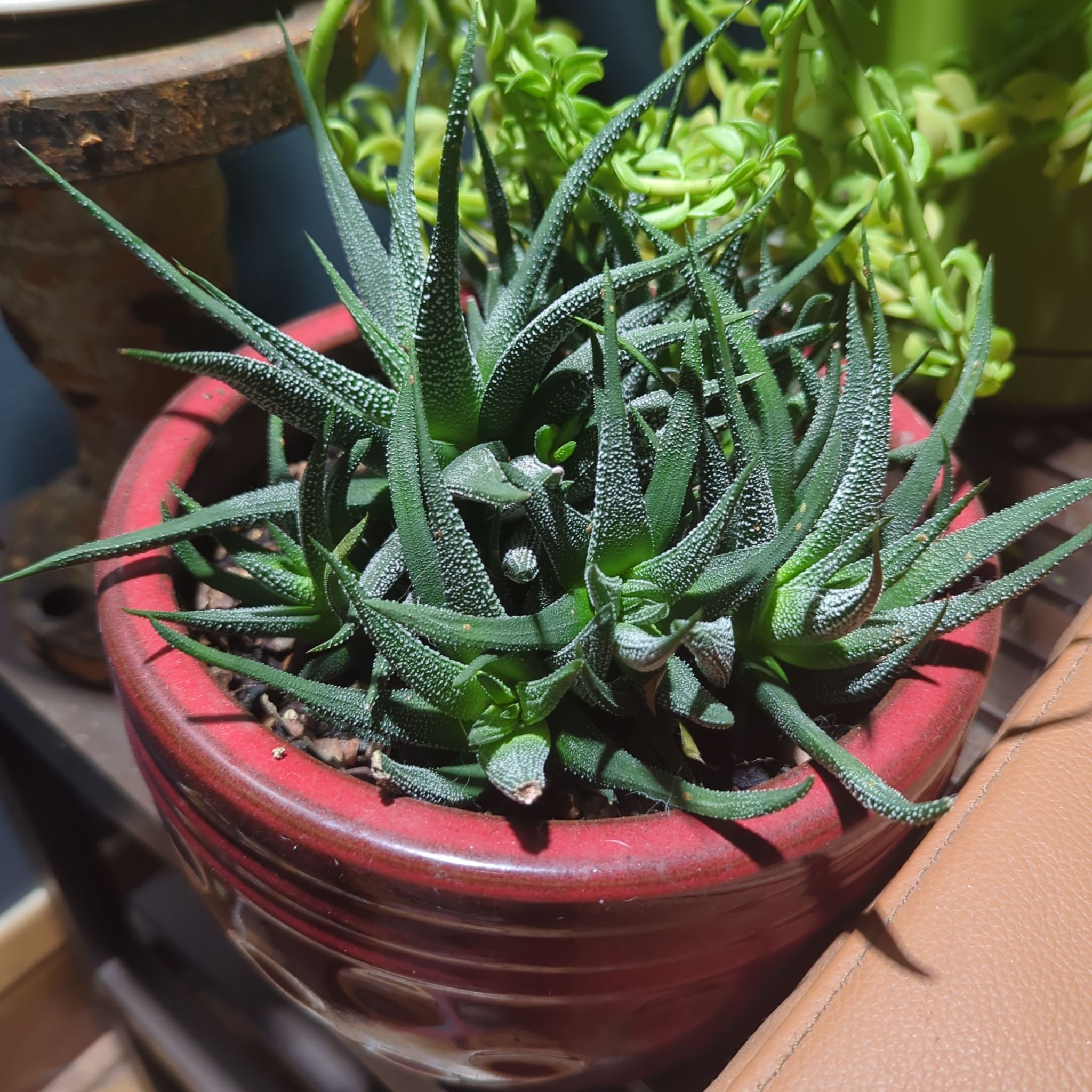 Photo of the plant species Zebra Plant Glabrata by @midnightsun named Surya on Greg, the plant care app