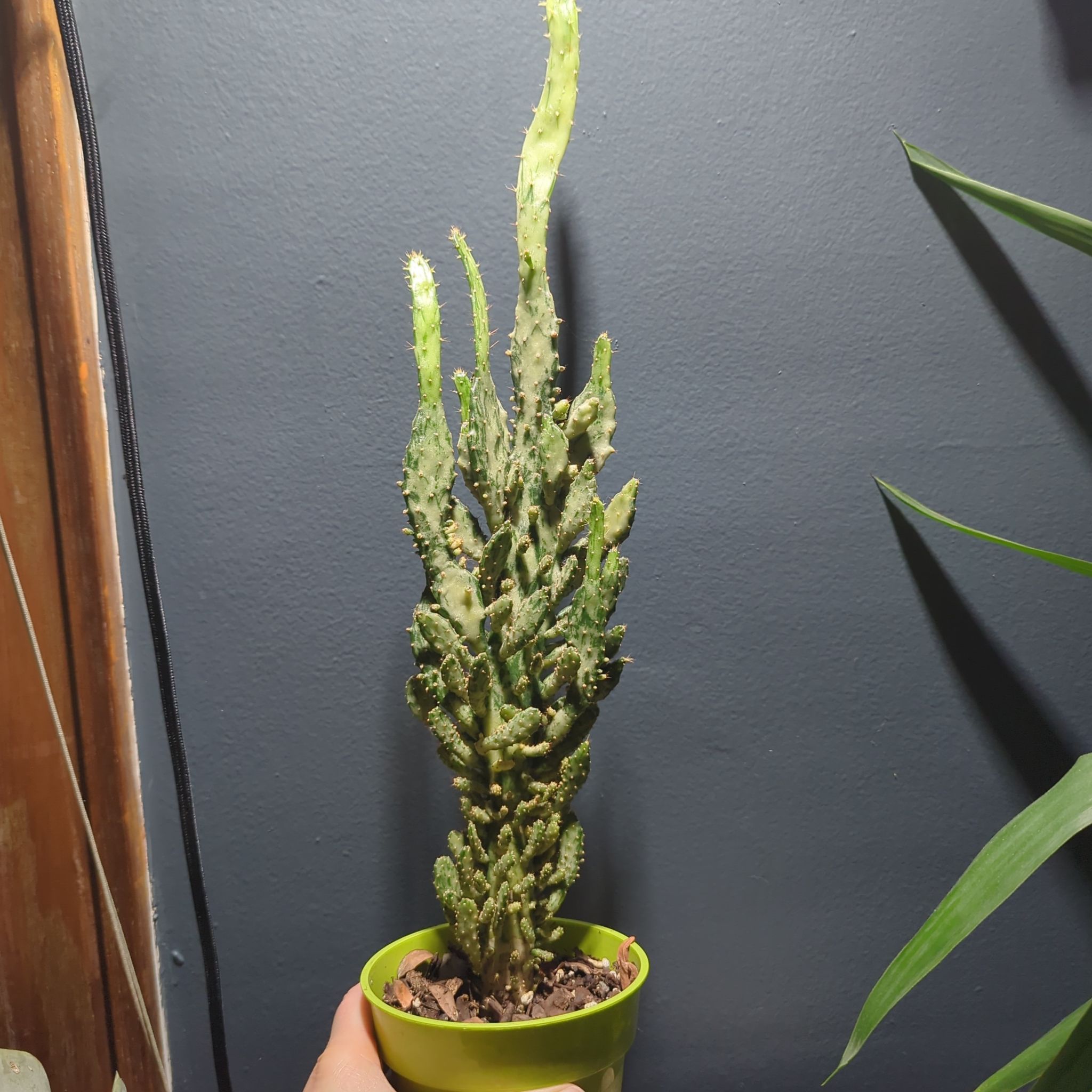 Potted Sunburst Prickly Pear cactus with upright growth, held by a hand.