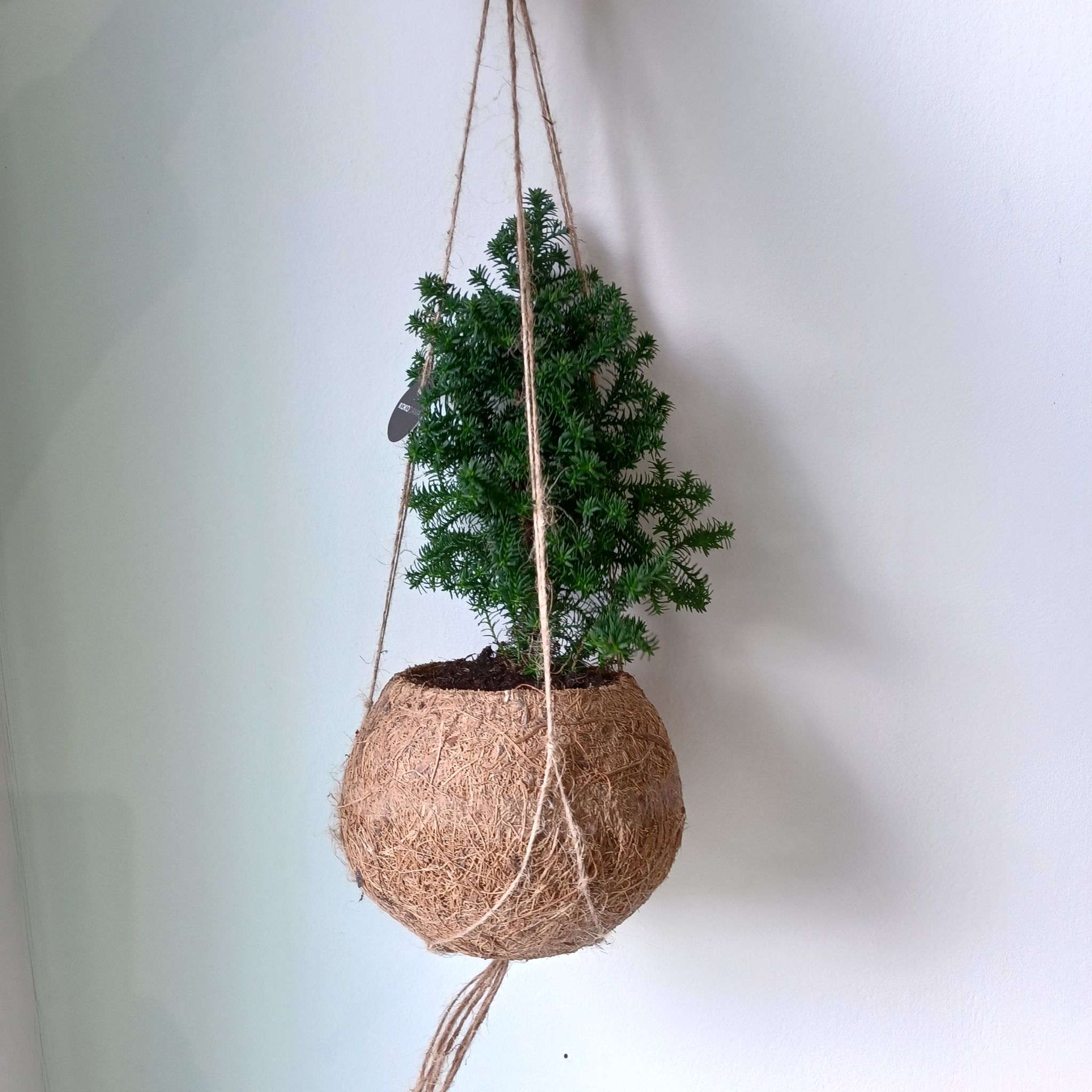 Photo of the plant species Sargent Juniper by @AgileBearcorn named Koko on Greg, the plant care app