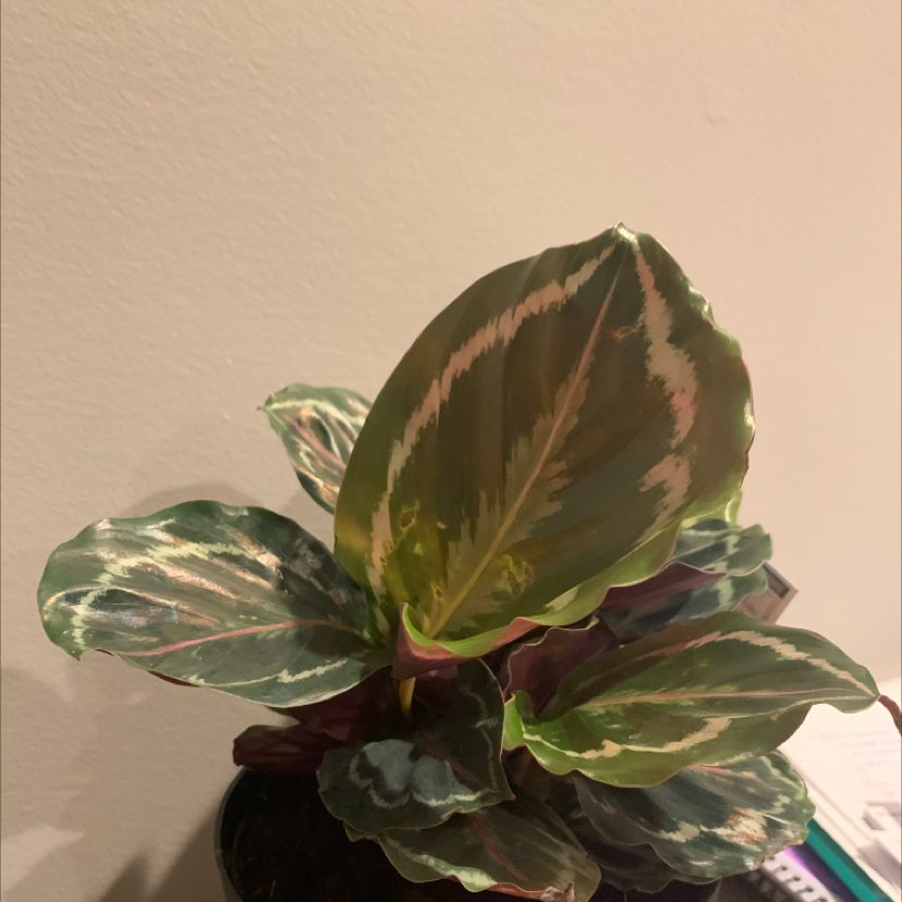 Photo of the plant species Calathea 'Julia' by Somara named Hamilton on Greg, the plant care app