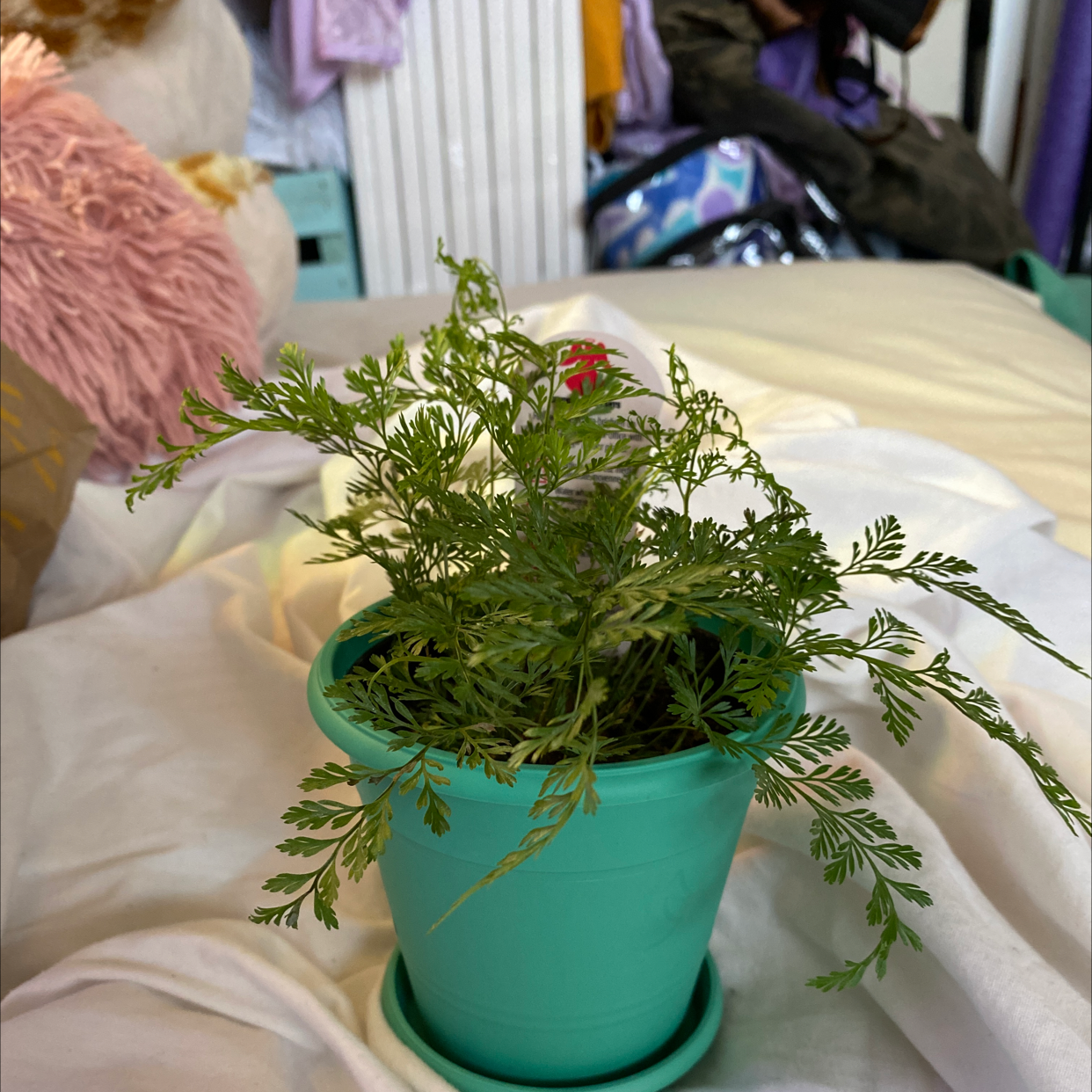Black Rabbit's Foot Fern in a green pot, healthy with vibrant green leaves.