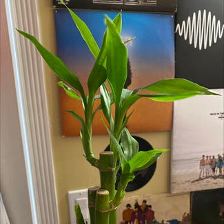 Lucky Bamboo plant in Homestead, Florida