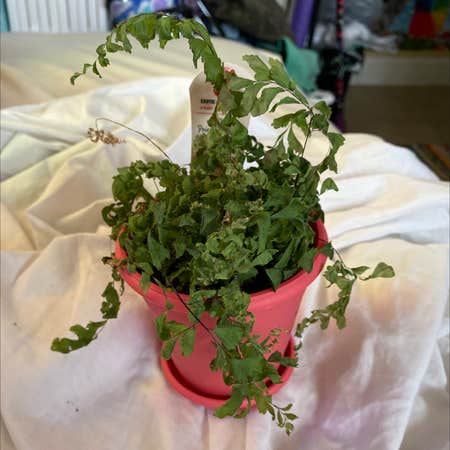Photo of the plant species Brittle Maidenhair Fern by Lexthe_rex17 named Casper on Greg, the plant care app