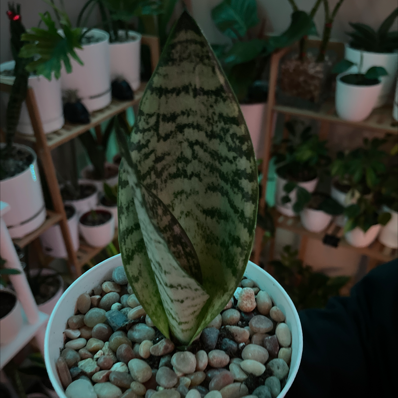 Sansevieria 'Frozen' plant in a white pot with pebbles, surrounded by other plants.