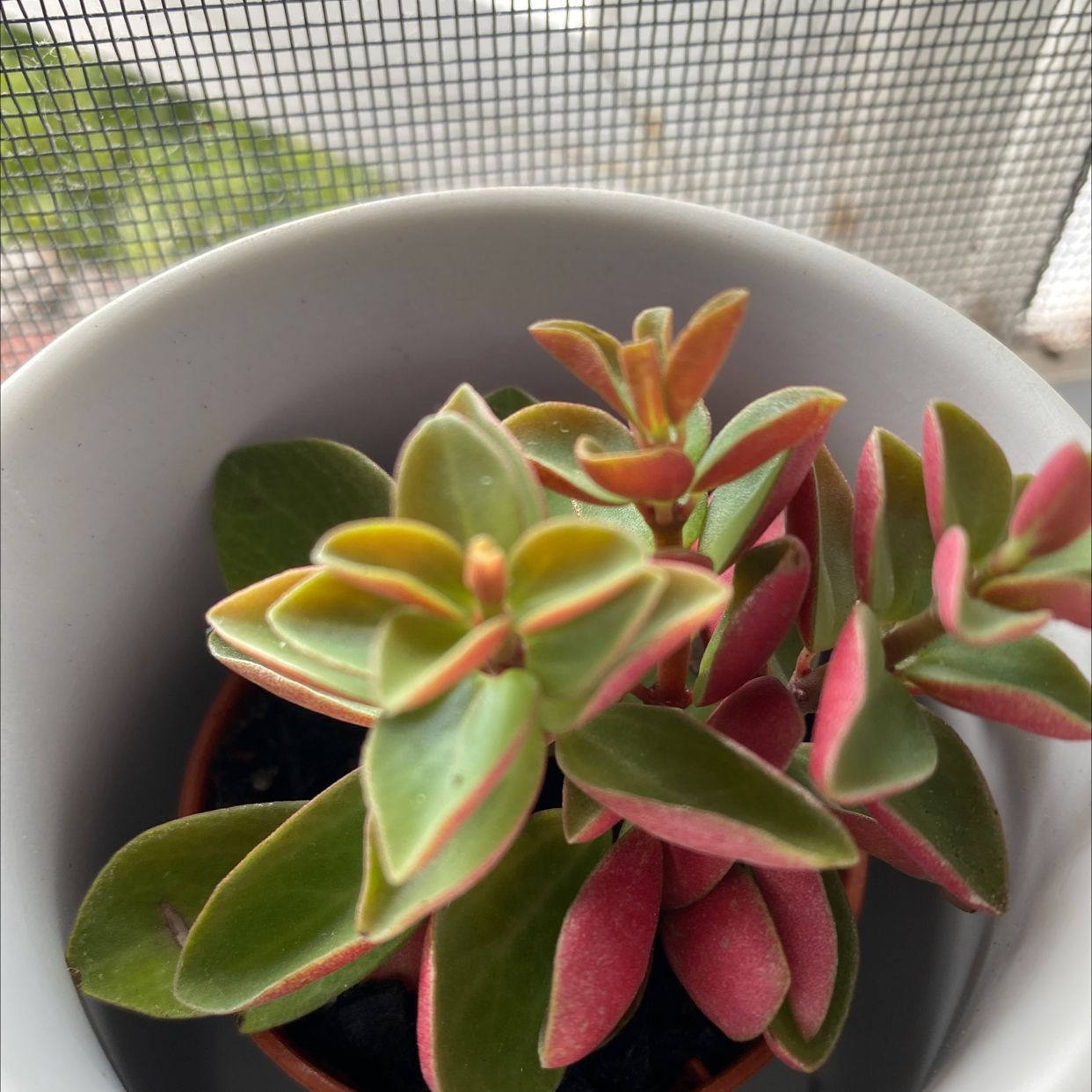 Painted Echeveria plant in a pot with vibrant green and pink leaves.