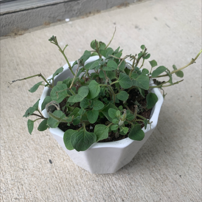 Why Are My Oregano Leaves Curling?