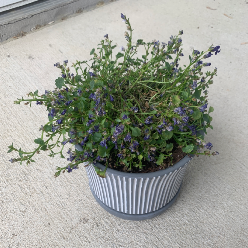 Potted Peach-Leaf Bellflower with small purple flowers, some wilting and browning visible.