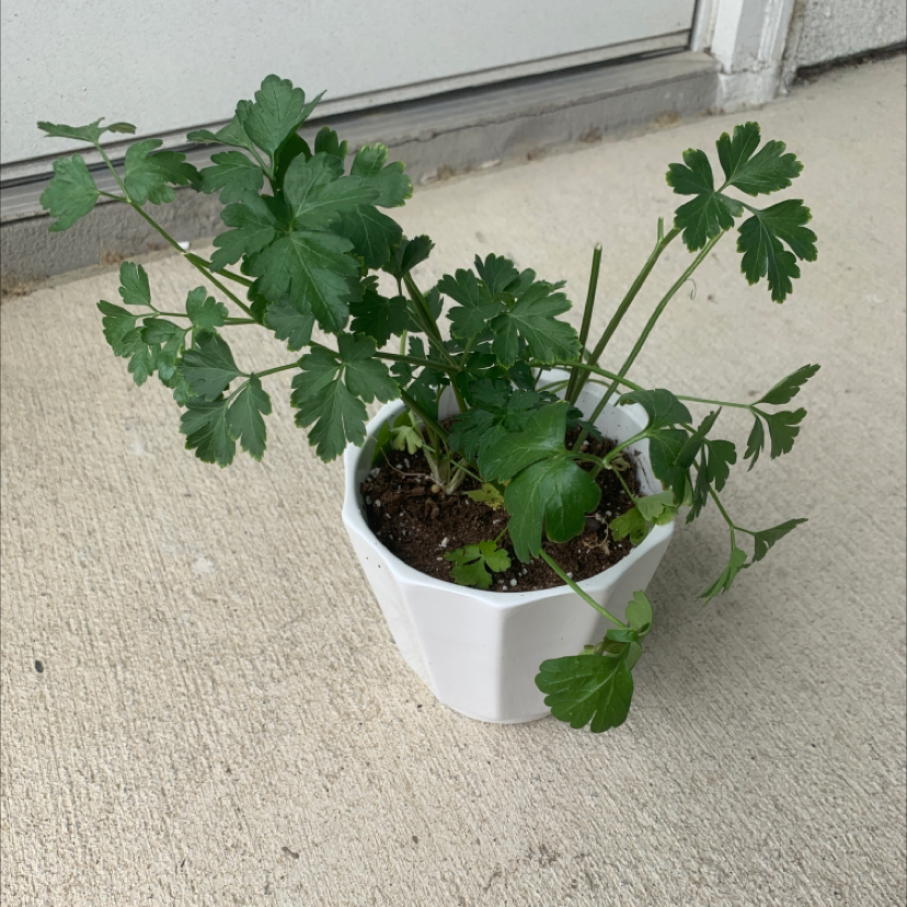 Light Requirements For My Italian Parsley by Season