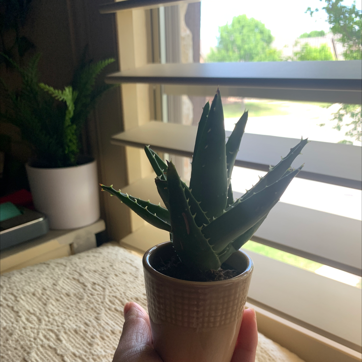 Short-Leaved Aloe plant in a small pot, held by a hand, placed near a window.