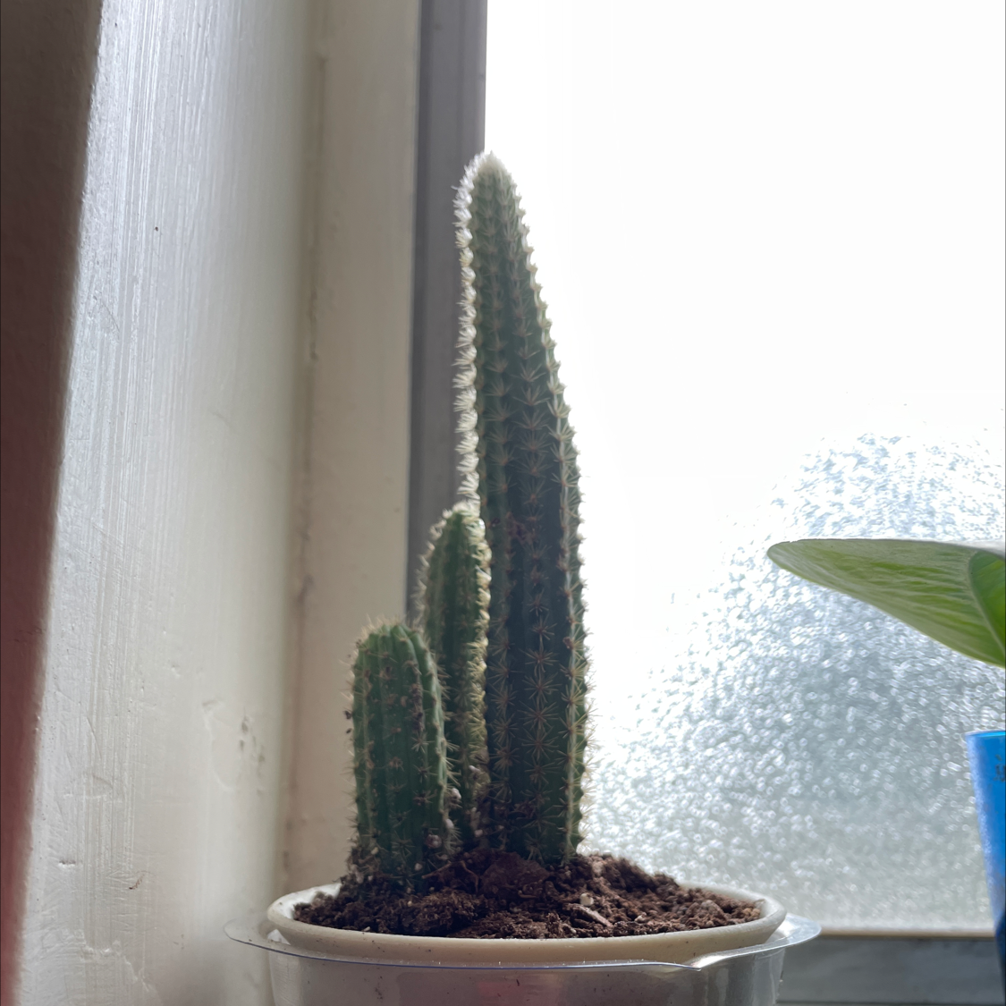 Hairbrush plant photo by @tristuh named Spike on Greg, the plant care app.