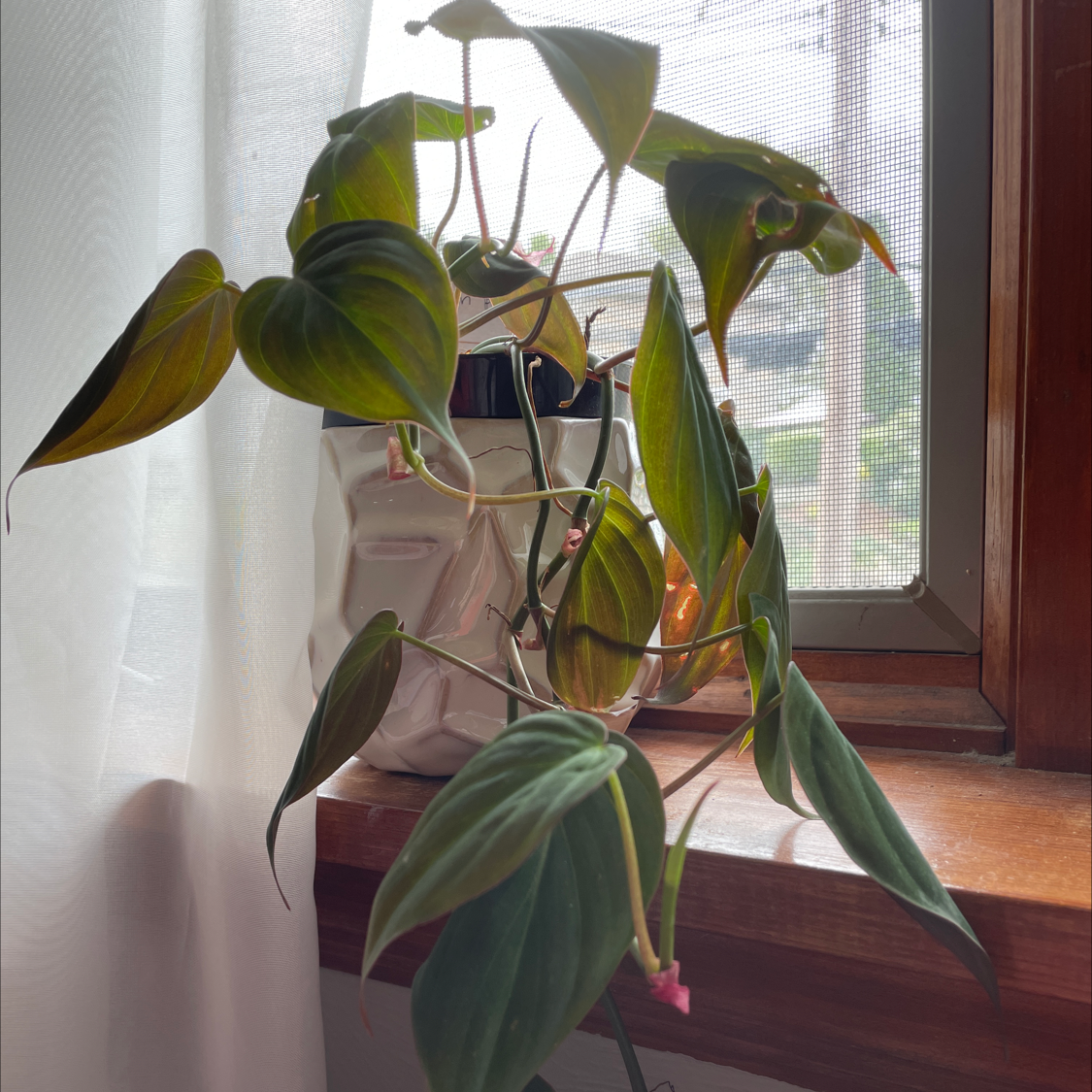 Philodendron Micans plant photo by @tristuh named Love on Greg, the plant care app.
