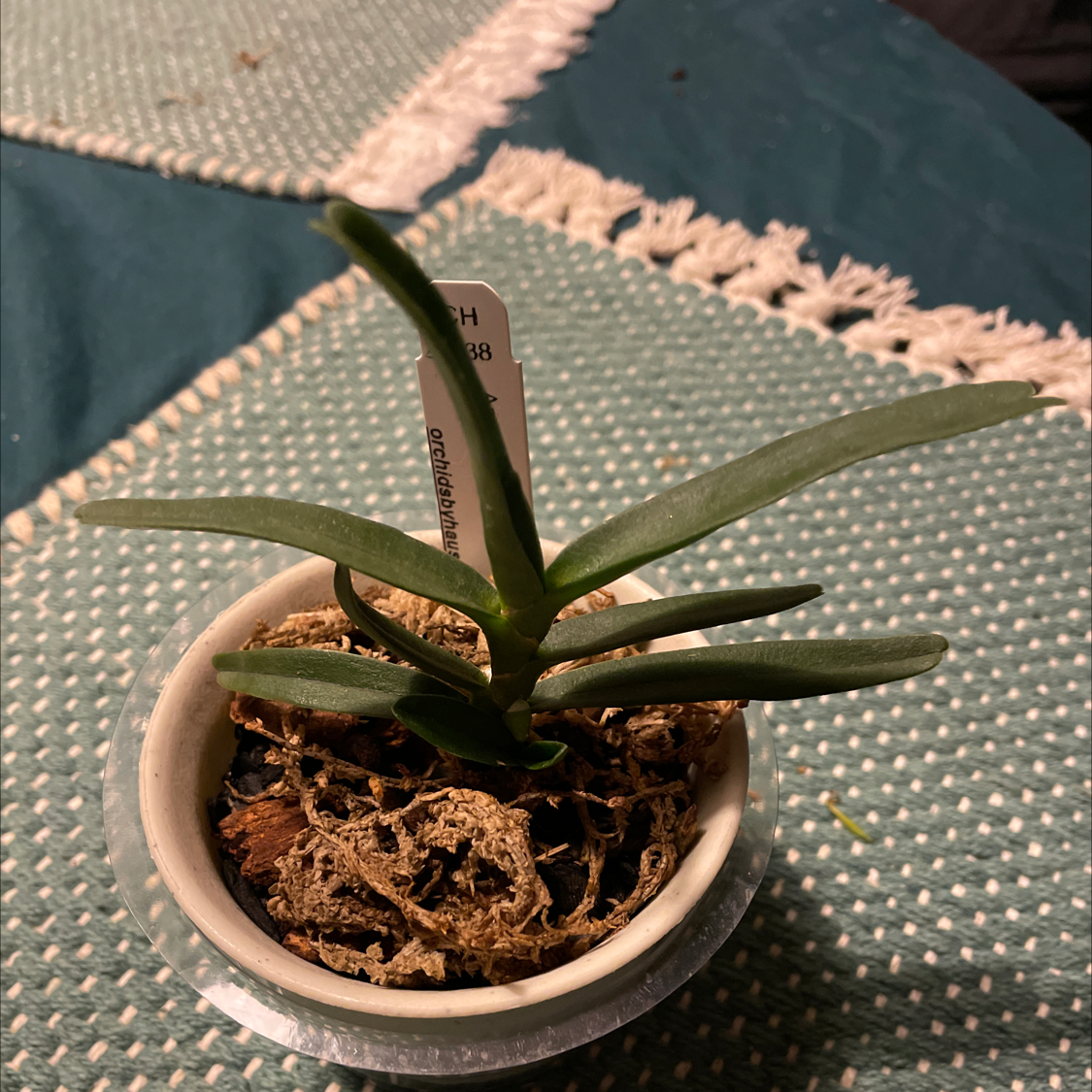 Photo of the plant species Angraecum didieri by @tristuh named Angraecum Didieri x sib on Greg, the plant care app
