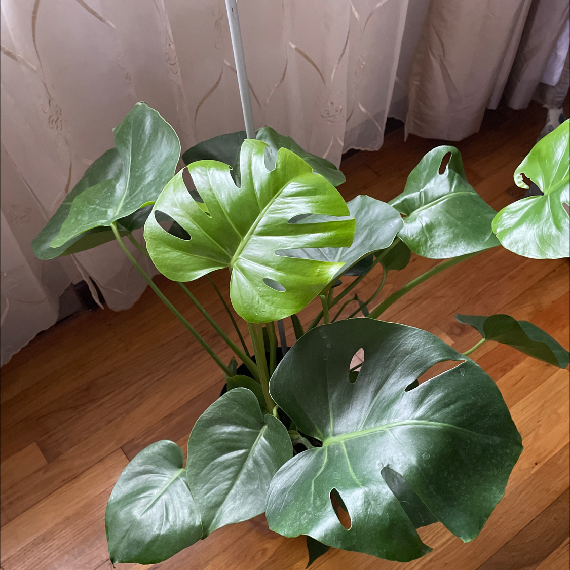 Monstera plant photo by @tristuh named Monster on Greg, the plant care app.