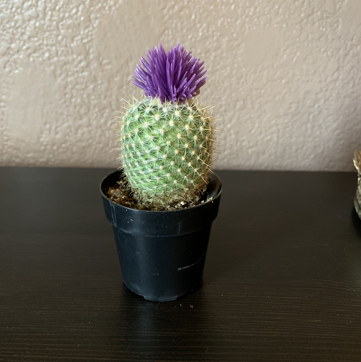 Small green cactus with purple flower in black pot, appears healthy and thriving, species is Lace Hedgehog Cactus.