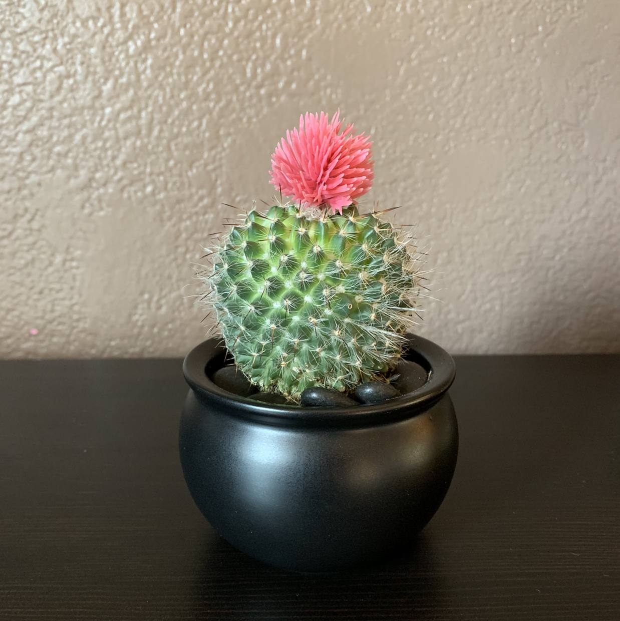 A healthy Pincushion Cactus in a black pot with a pink flower on top.