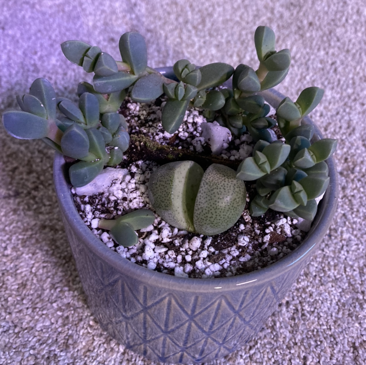 Potted Split Rock (Pleiospilos nelii) succulent with multiple small, fleshy leaves.