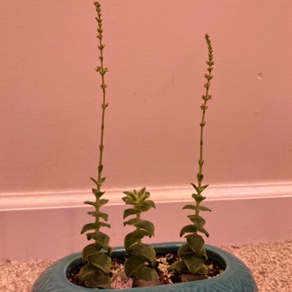 String of Buttons plant in Somewhere on Earth