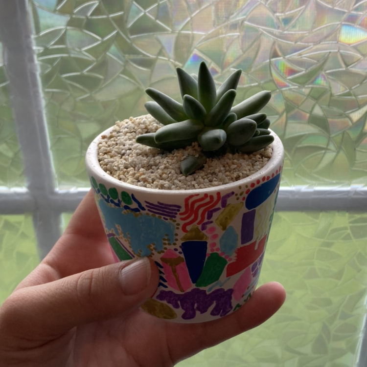 Little Jewel succulent in a colorful pot, held by a hand, with visible soil.