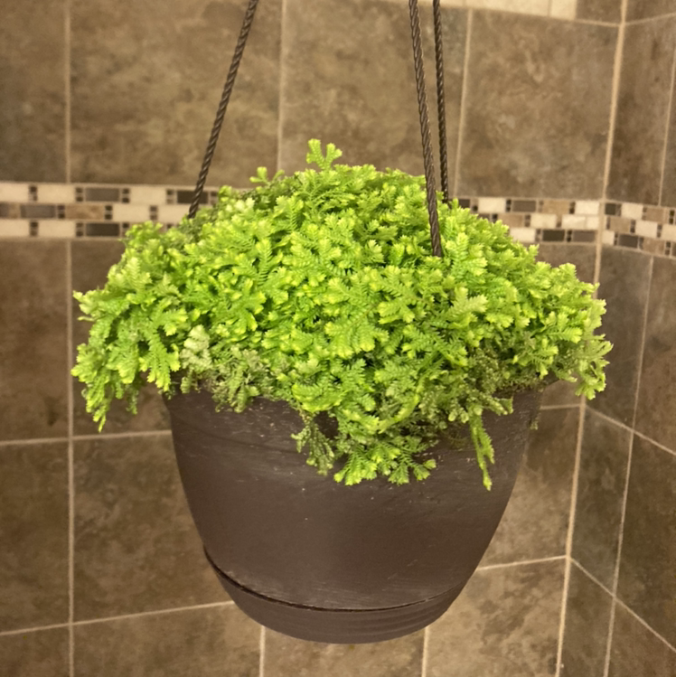 Photo of the plant species Club Moss by @DaniDaniD named Your plant on Greg, the plant care app