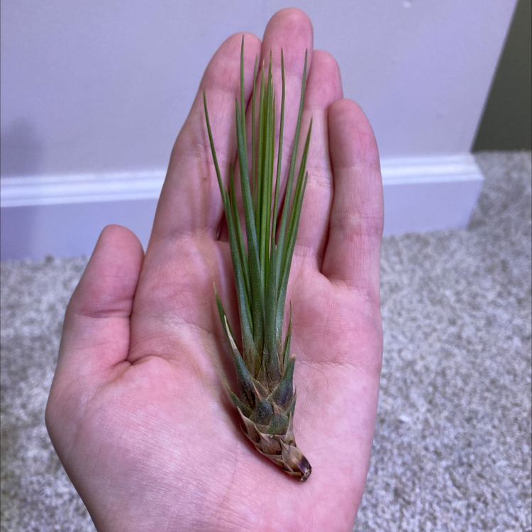 Photo of the plant species Fishbone Air Plant by @DaniDaniD named Your plant on Greg, the plant care app