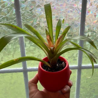 Bromeliad plant in Somewhere on Earth