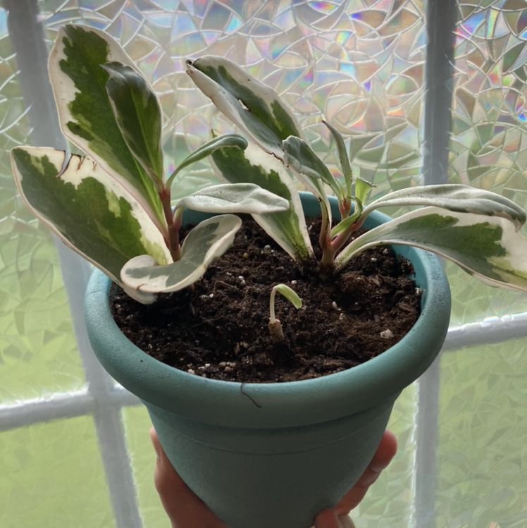 Photo of the plant species Jelly Peperomia by @DaniDaniD named Your plant on Greg, the plant care app