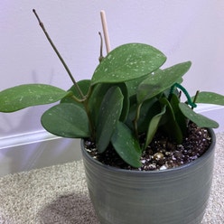 Hoya obovata plant