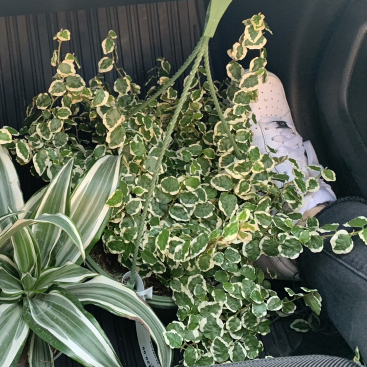Photo of the plant species Bellus by @kgd426 named Figgy Azalea on Greg, the plant care app