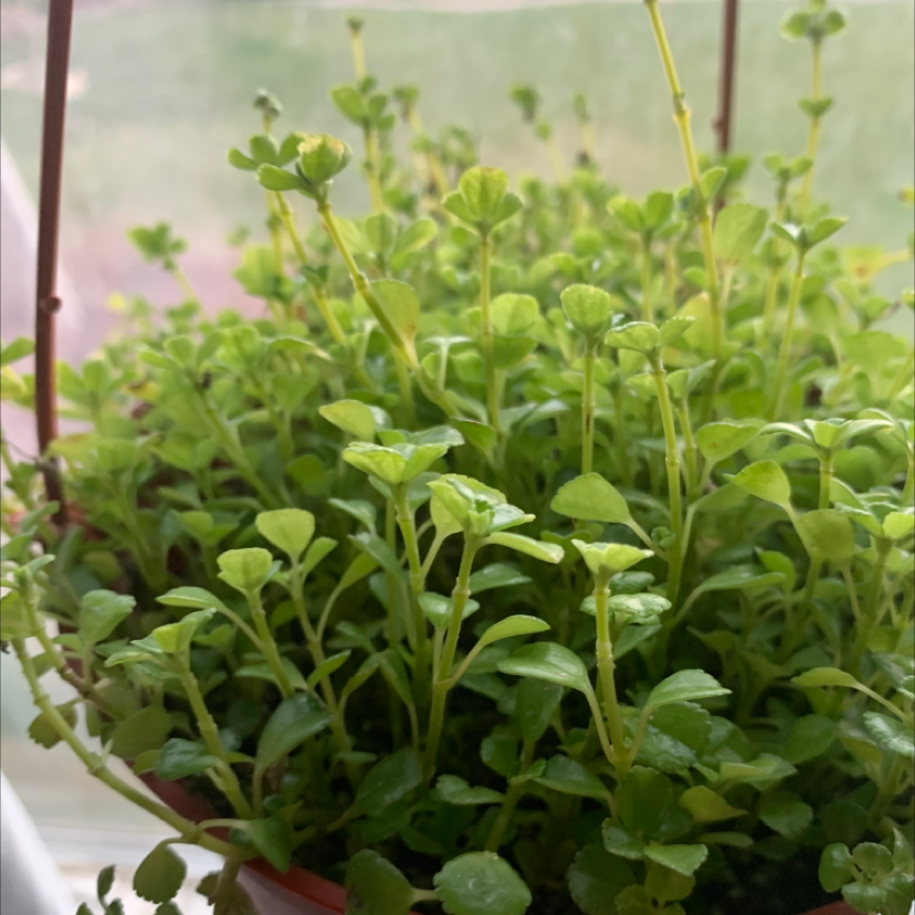 Healthy Pilea Baby Tears plant with lush green foliage densely filling a terracotta pot, showing no signs of discoloration or damage.