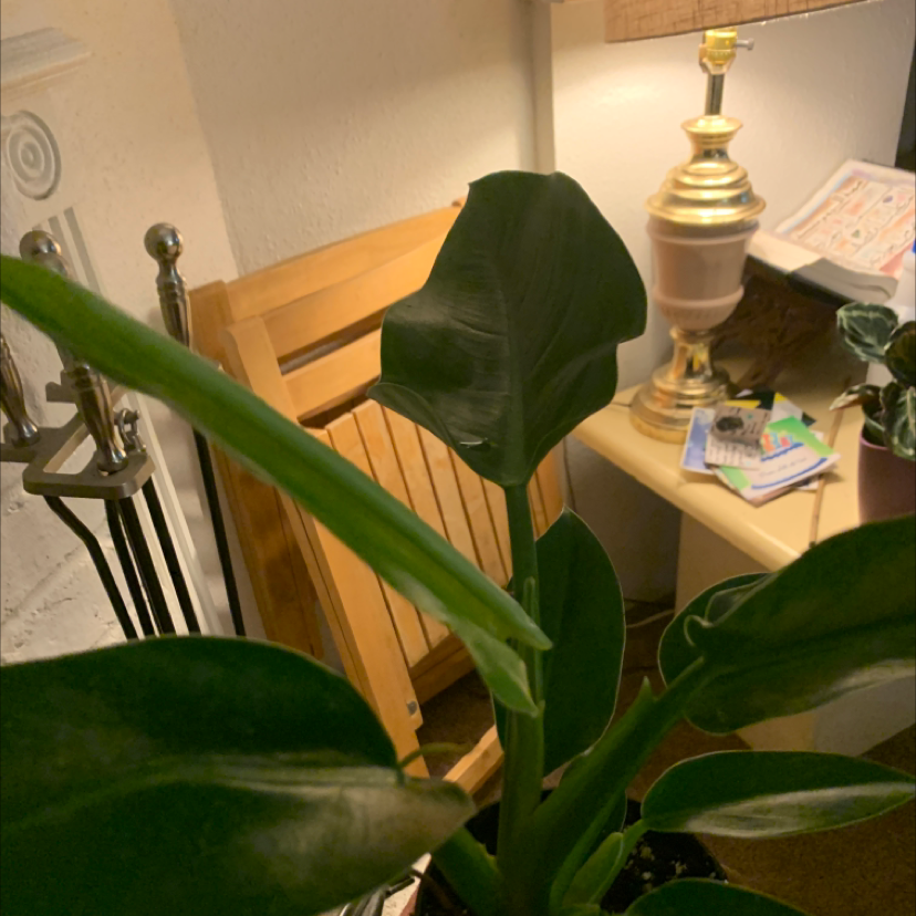 Photo of the plant species Fat Boy Philodendron by @planterlady named Emerald on Greg, the plant care app