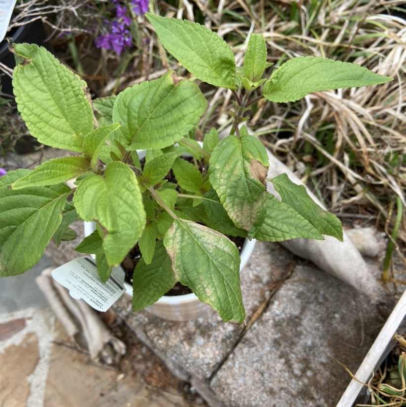 Pineapple Sage plant with some browning leaves, potted and placed on a stone surface.