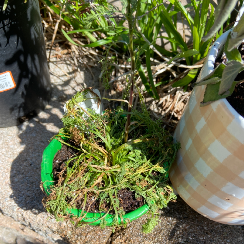 Why Are There Brown Spots on My Chamomile Leaves? 🍂