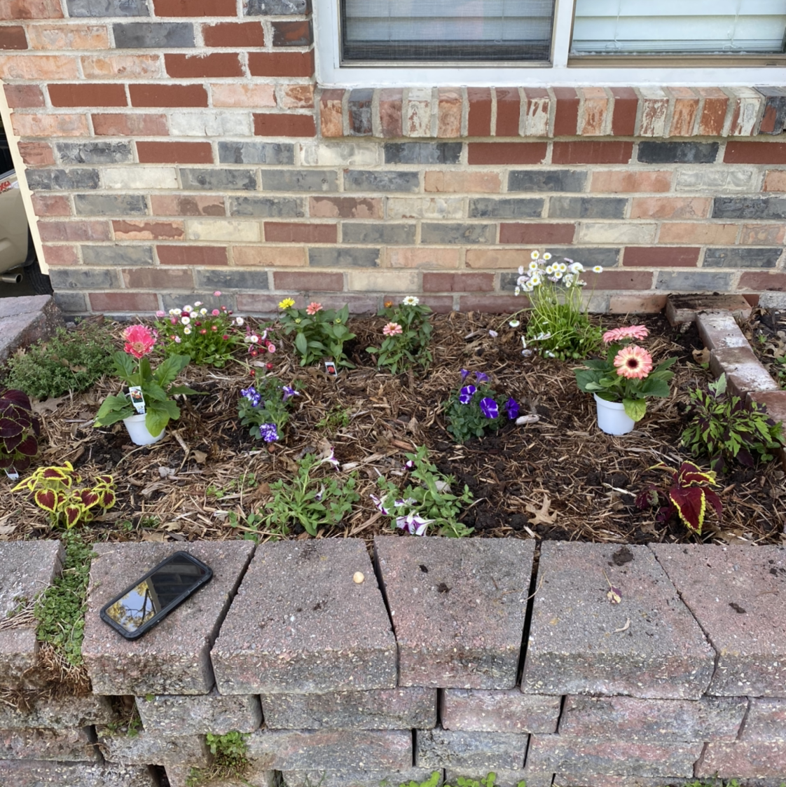 Garden bed with multiple flowering plants, including Gerbera daisies, and visible soil.