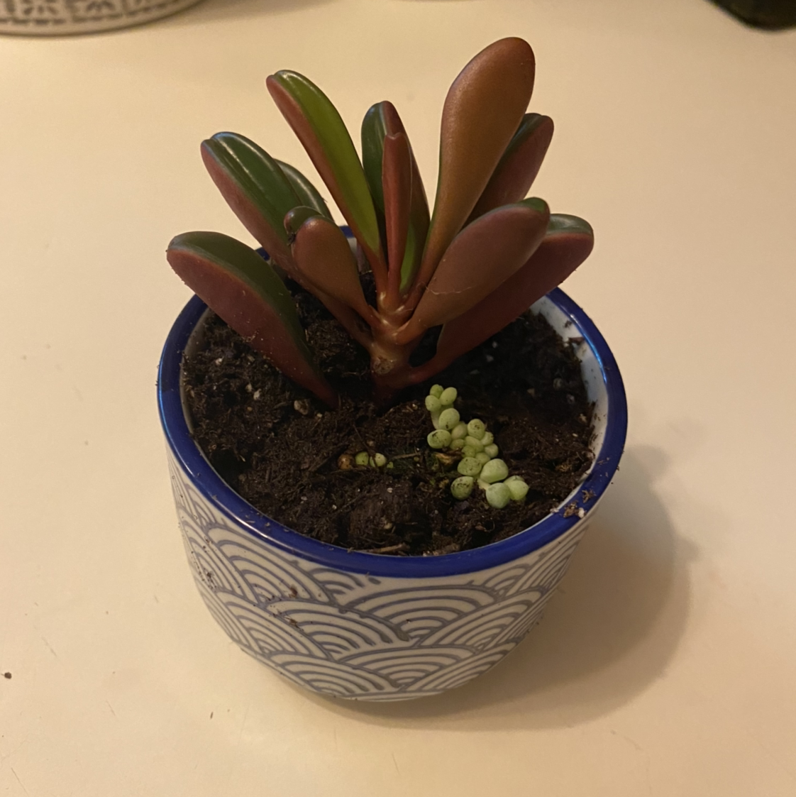 Peperomia graveolens 'Ruby Glow' plant in a decorative pot with healthy red and green leaves.