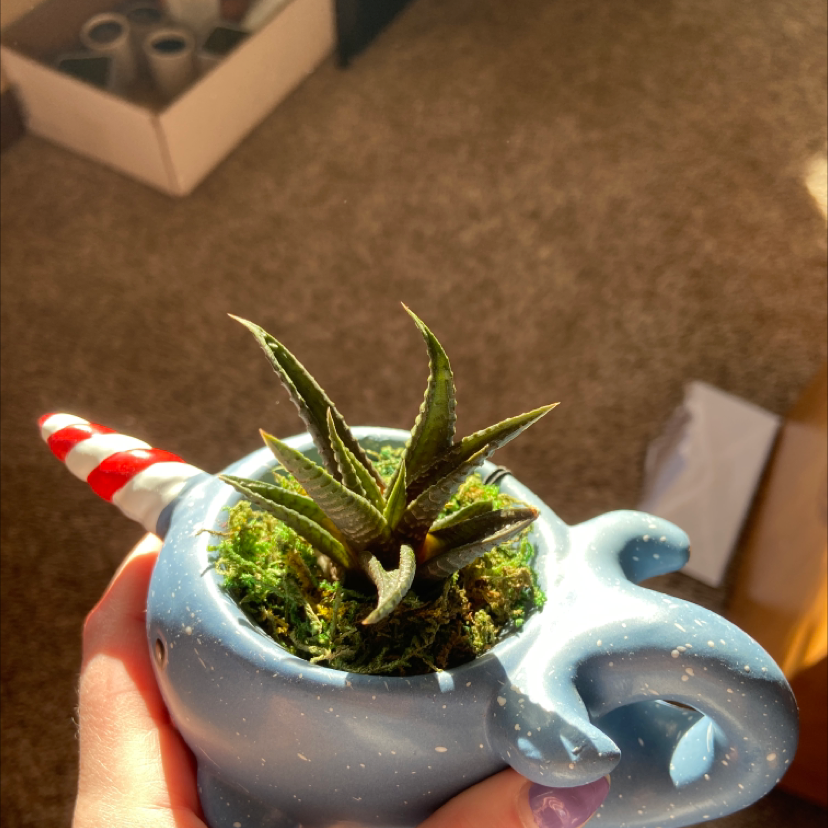 Blue gloved hands holding a healthy Haworthiopsis limifolia succulent plant with thick, triangular leaves in a small blue pot.